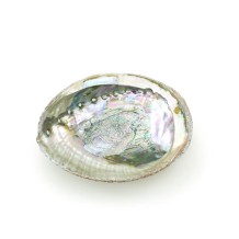 Prabhuji Burner - Abalone shell - Large 5"-6.5"
