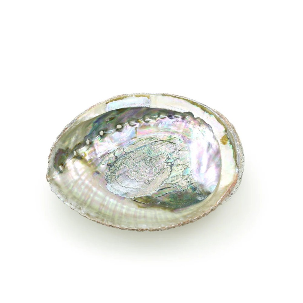Prabhuji Burner - Abalone shell - Large 5"-6.5"