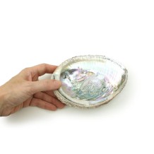 Abalone shell - Wholesale and Retail by Prabhuji's Gifts