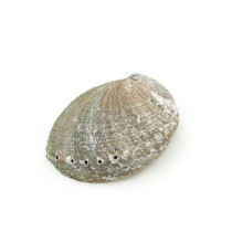 Abalone shell - Wholesale and Retail by Prabhuji's Gifts
